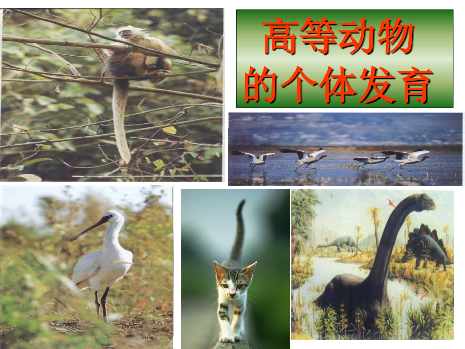 高等动物的胚胎发育.ppt_第1页
