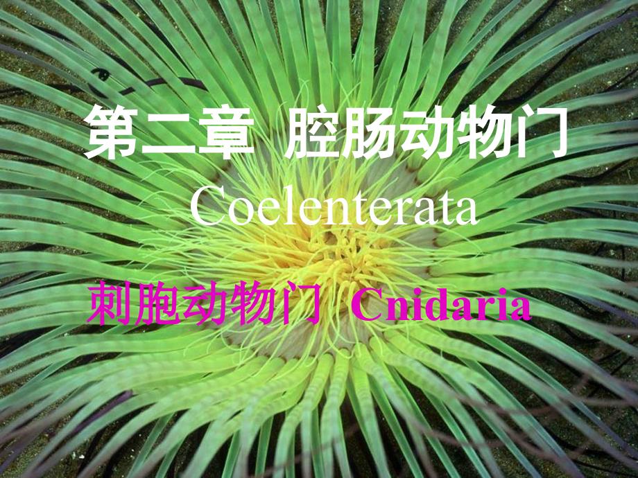 刺胞动物门Cnidaria专业知识.pptx_第1页
