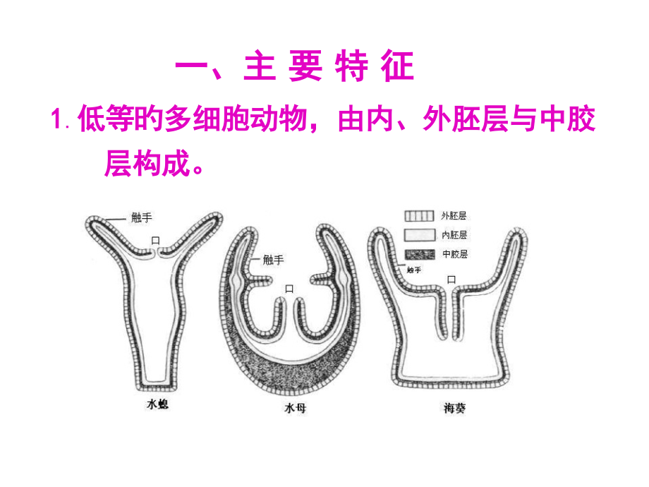 刺胞动物门Cnidaria专业知识.pptx_第2页