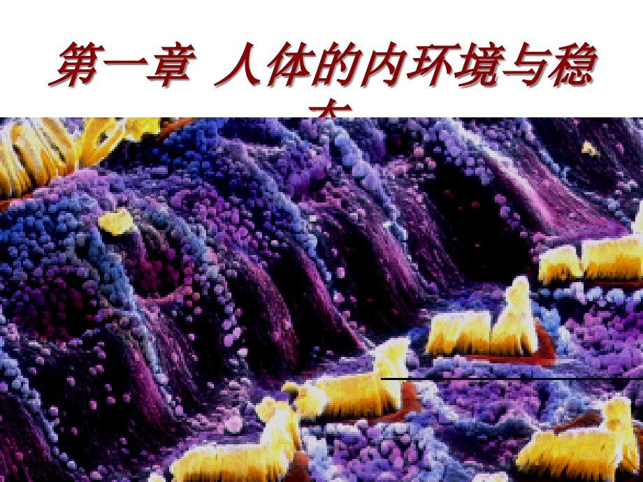 内环境稳态的重要性优质说课稿.pptx_第1页