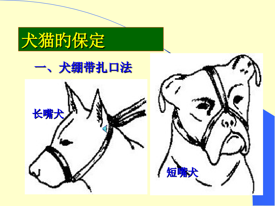 犬猫的保定方法图解.pptx_第1页