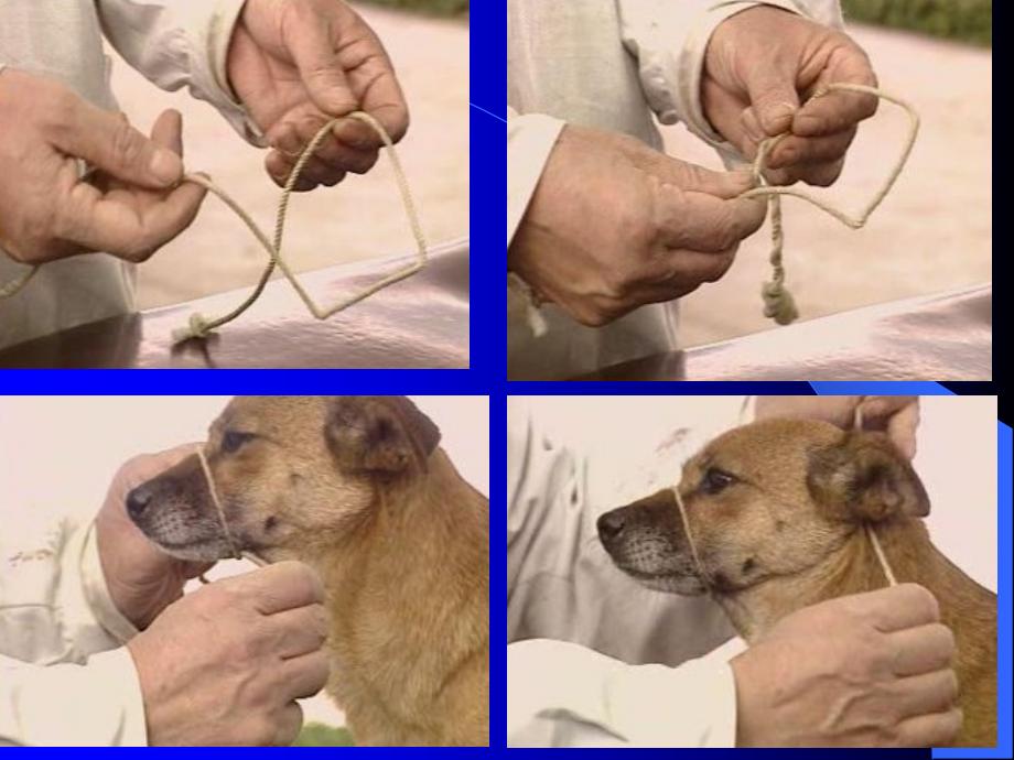 犬猫的保定方法图解.pptx_第2页