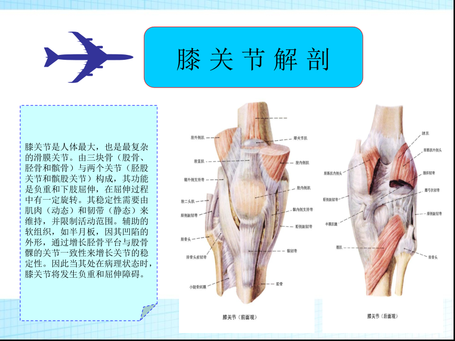 超声可视化下膝部隐神经射频技术.ppt_第2页