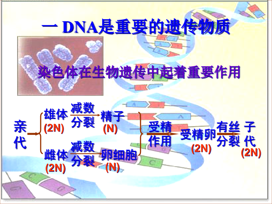 DNA是主要遗传物质示范.pptx_第2页