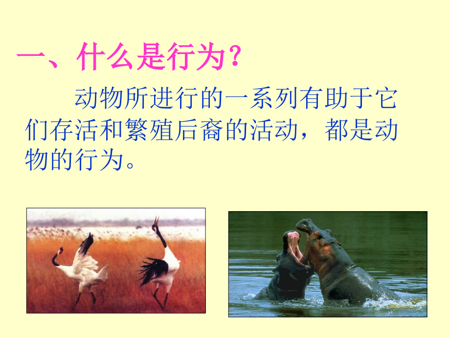 先天性行为和学习行为说课稿.pptx_第1页
