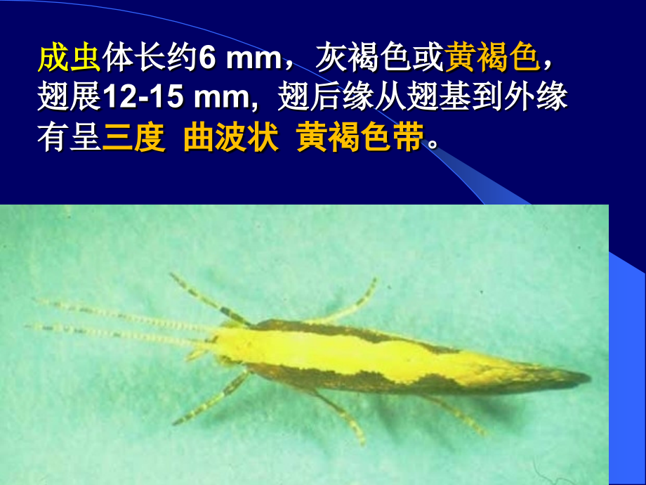 小菜蛾和其综合防治.pptx_第2页