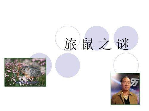 旅鼠之谜八年级下册-旅鼠之谜.pptx