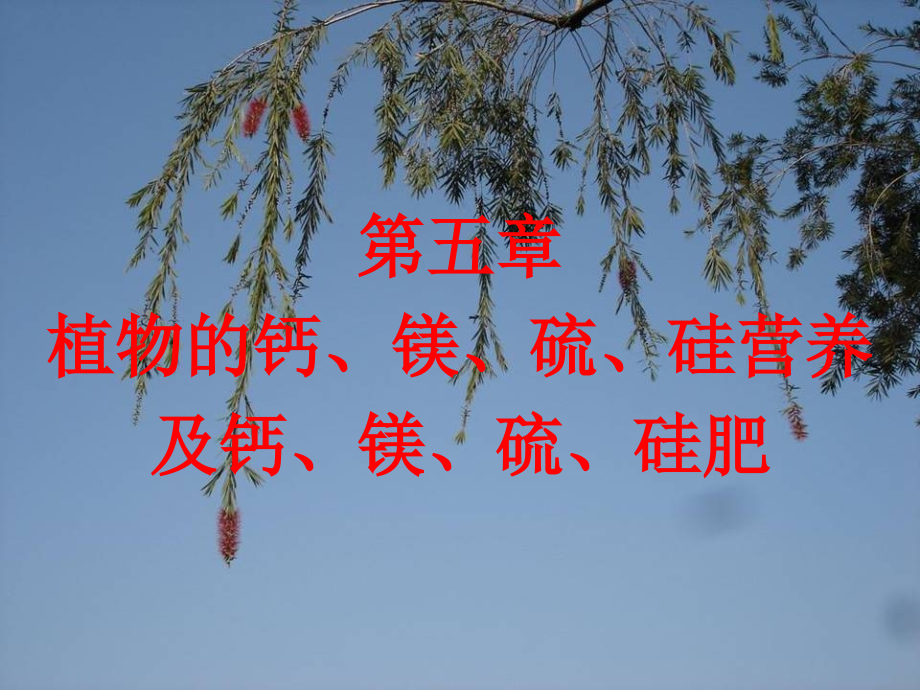 第五章CaMgSSip知识分享.ppt_第1页
