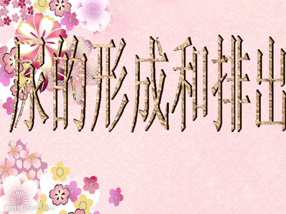 尿道的形成和排除教学案例.ppt_第1页