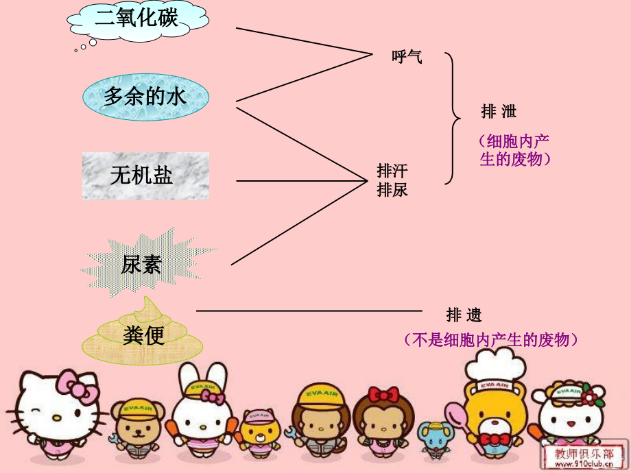 尿道的形成和排除教学案例.ppt_第2页