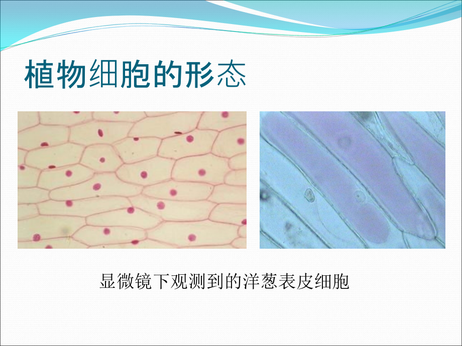 31《植物细胞的结构和功能》》课件苏教版七年级上教学提纲.ppt_第2页