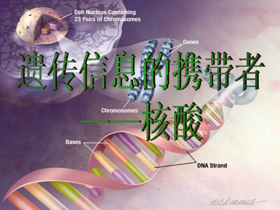 遗传信息的携带者--核酸讲义教材.ppt_第1页