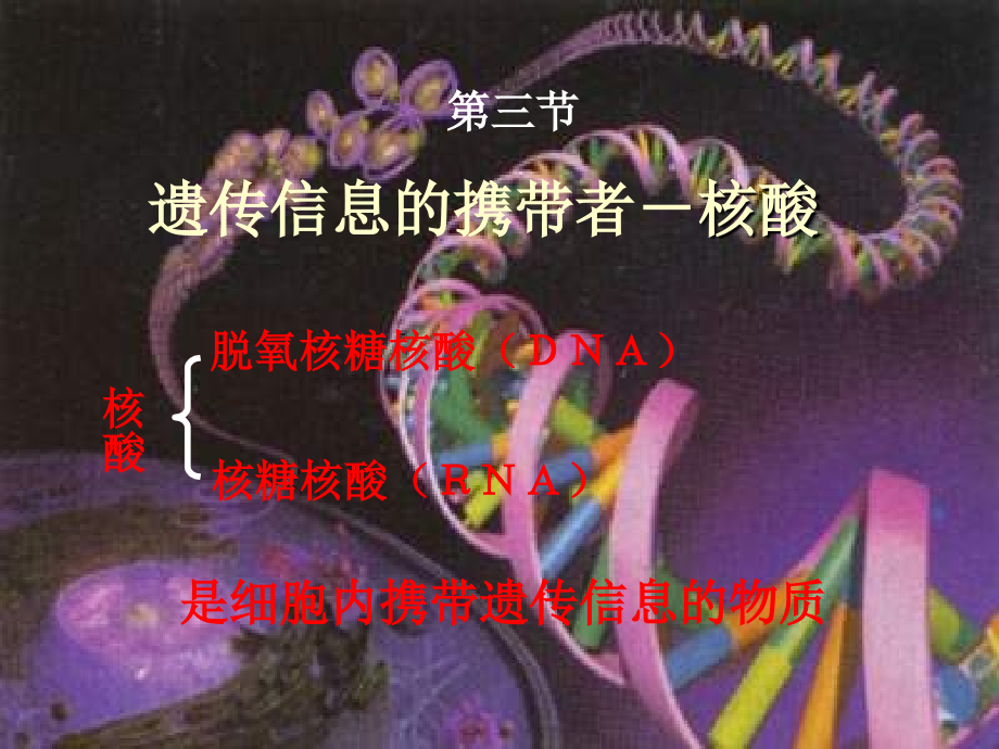 遗传信息的携带者--核酸讲义教材.ppt_第2页
