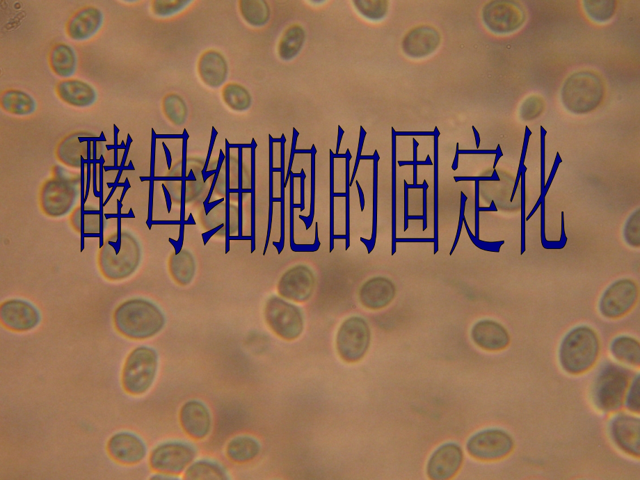 酵母细胞的固定化研究报告.ppt_第2页