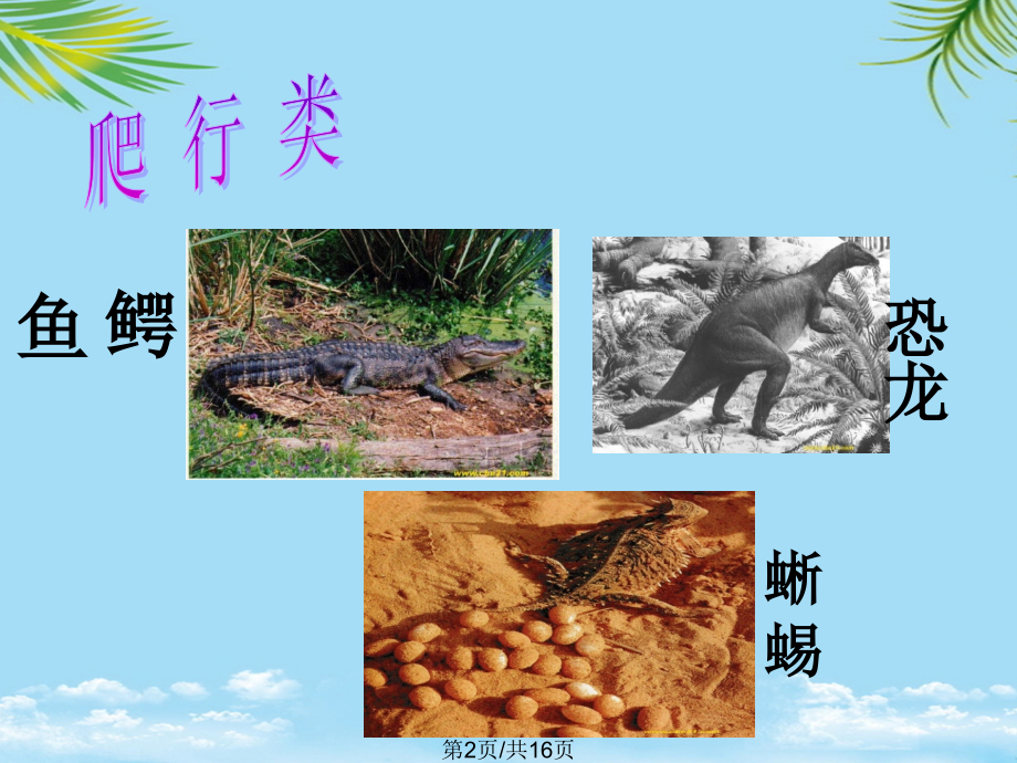 爬行动物.pptx_第2页