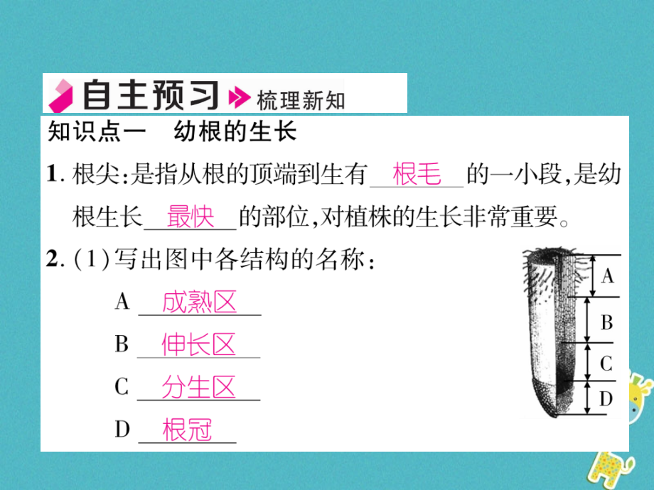 七年级生物上册3.2.2植株的生长习题PPT课件新人教版.ppt_第2页