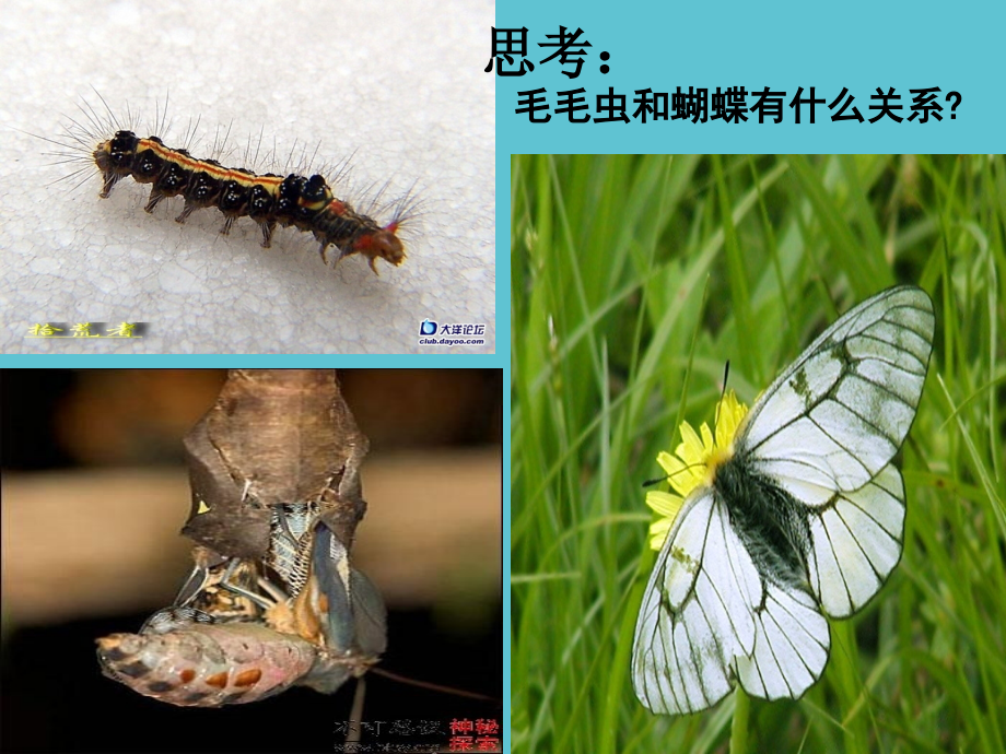 青春期教育讲座男生篇成稿.ppt_第2页