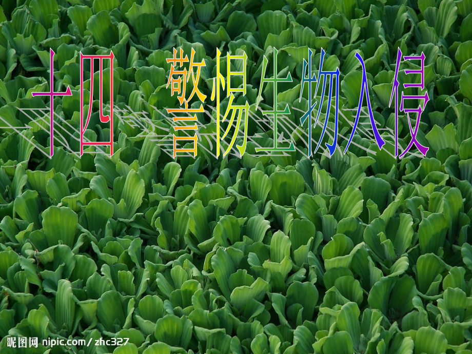 八年级语文上册第四单元第14课警惕生物入侵备课沪教版五四制.ppt_第2页