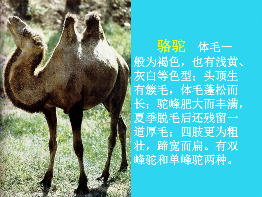 小学三年级语文课件：--《找骆驼》课件.ppt_第2页