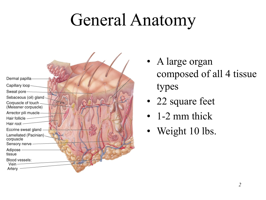 【课件】ChapterTheIntegumentarySystem.ppt_第2页