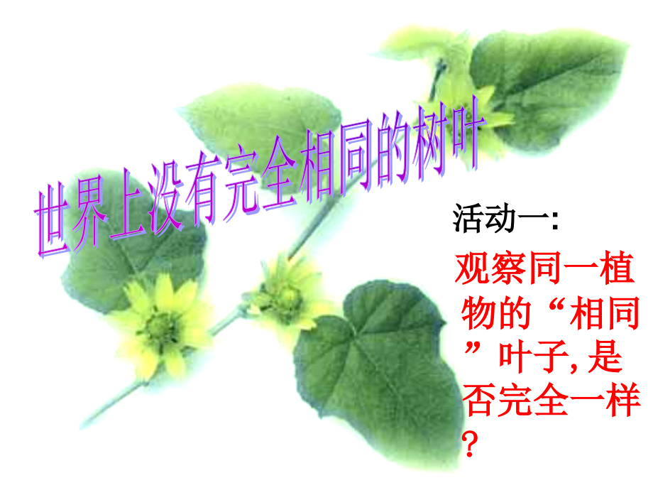 七年级政治人类生命的独特性.ppt_第1页