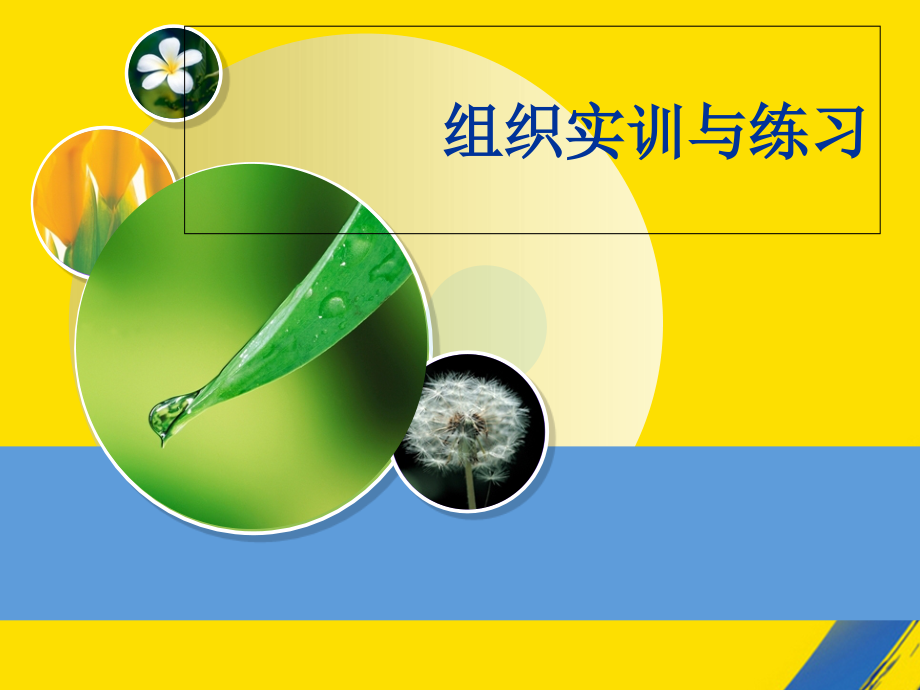 组织实训与练习.ppt_第1页