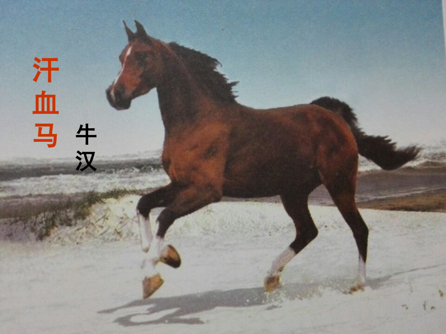 八年级语文上册第五单元第17课汗血马教案沪教版五四制.ppt_第1页