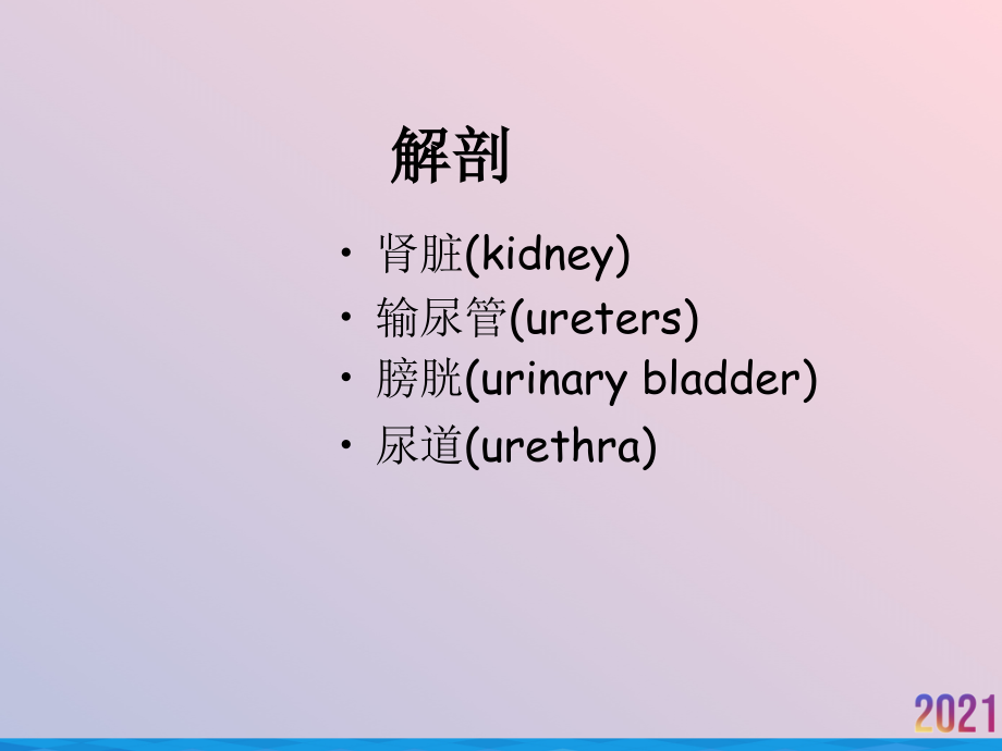 泌尿系统解剖与影像检查方法.ppt_第2页