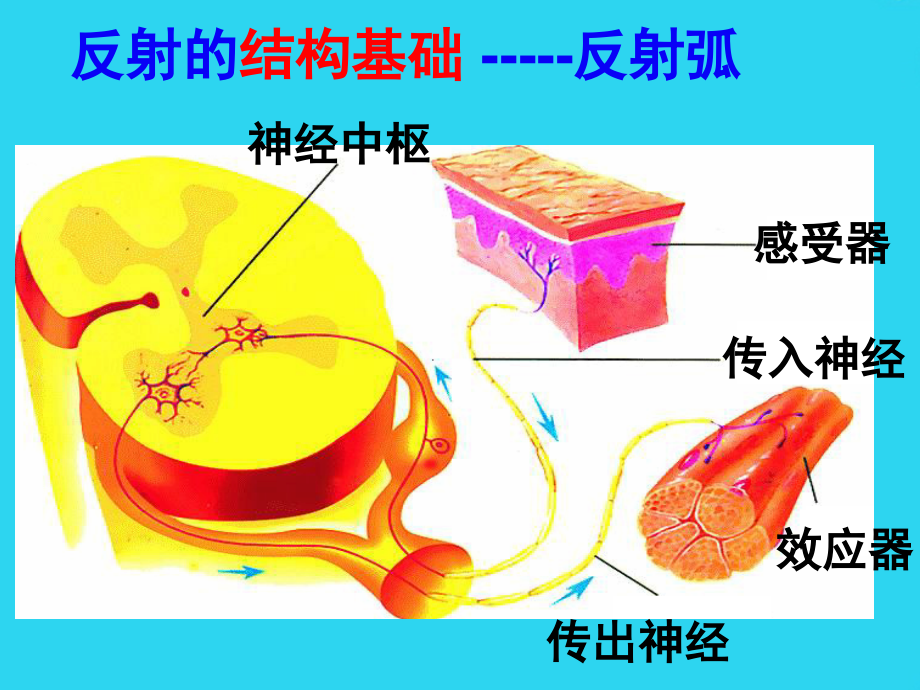神经系统活动的基本形式是反射.ppt_第2页