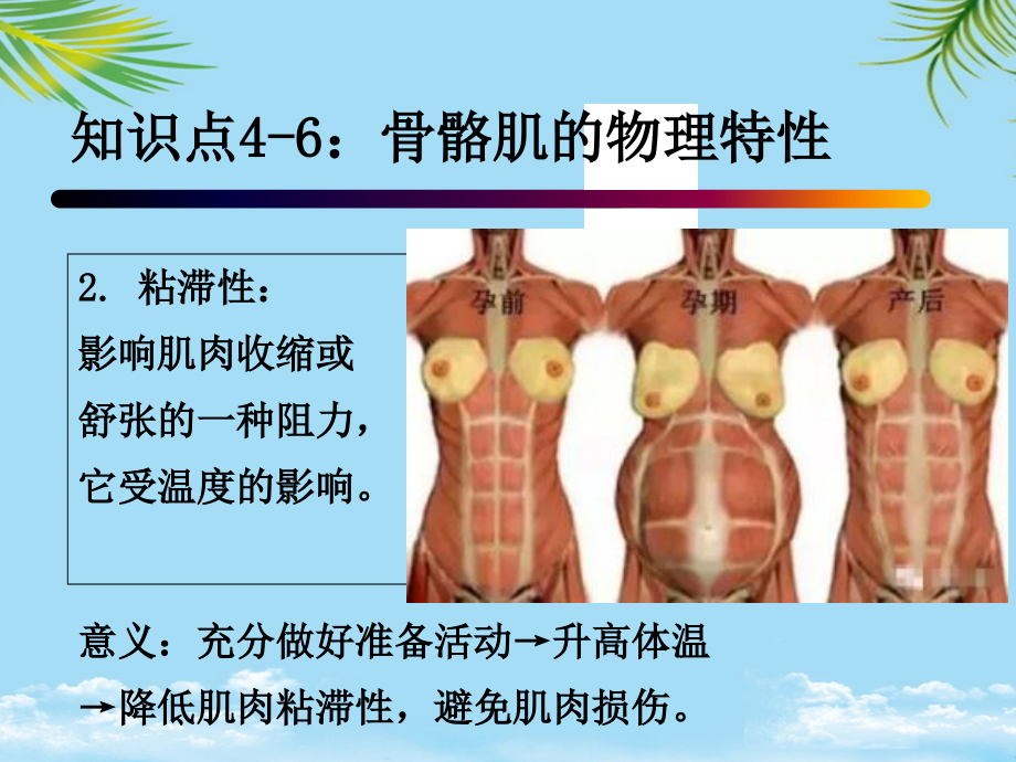 知识点：骨骼肌的物理特性和生理特性.ppt_第2页