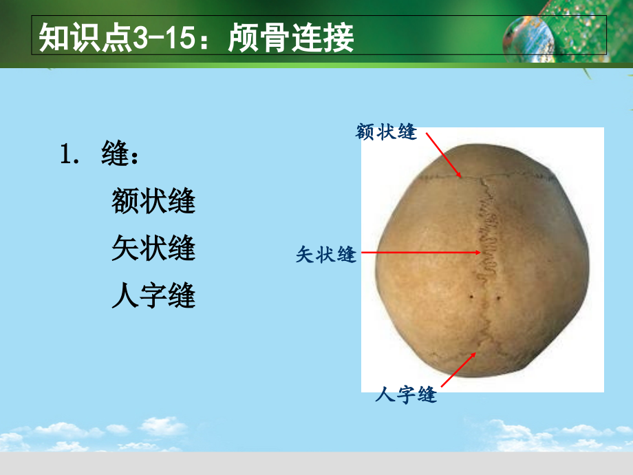 知识点：颅骨连接及其运动.ppt_第1页