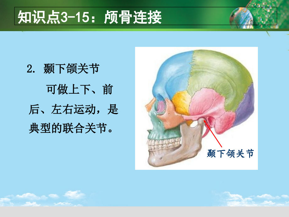知识点：颅骨连接及其运动.ppt_第2页