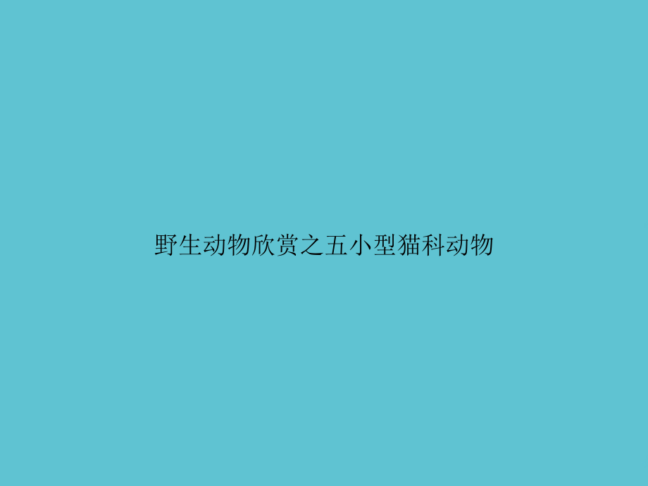 野生动物欣赏之五小型猫科动物.ppt_第1页