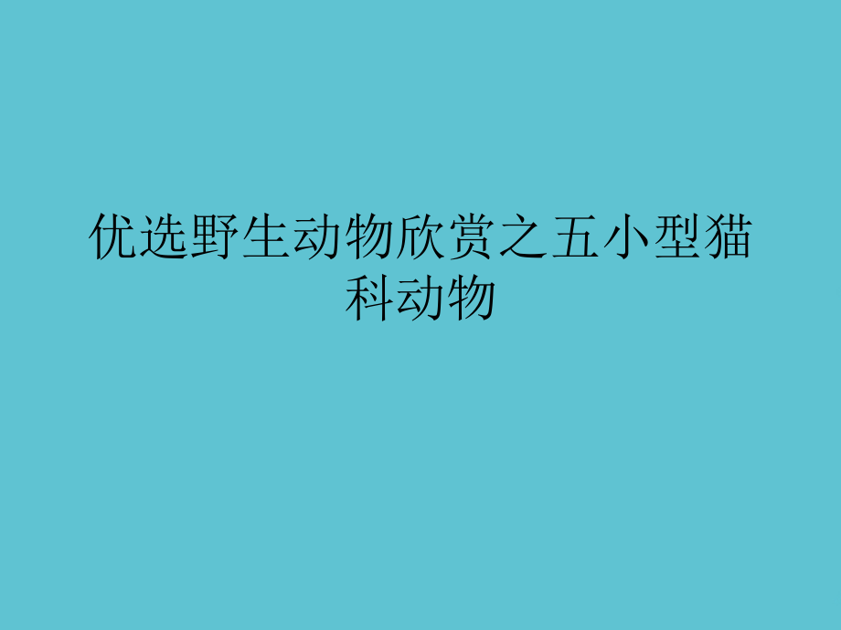 野生动物欣赏之五小型猫科动物.ppt_第2页