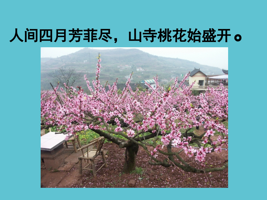 五年级上册语文教学心田上的百合花l西师大.ppt_第2页