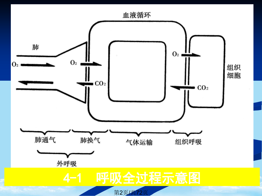 呼吸生理.pptx_第2页