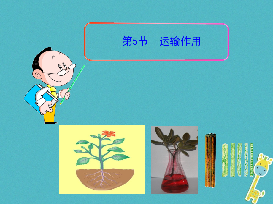 2019-2020学年七年级生物上册5.5运输作用讲义北师大版.ppt_第1页