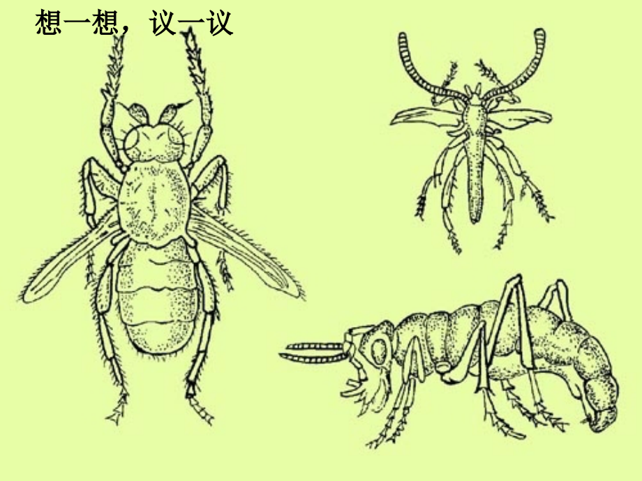 《生物进化的原因》生物的进化.ppt_第1页
