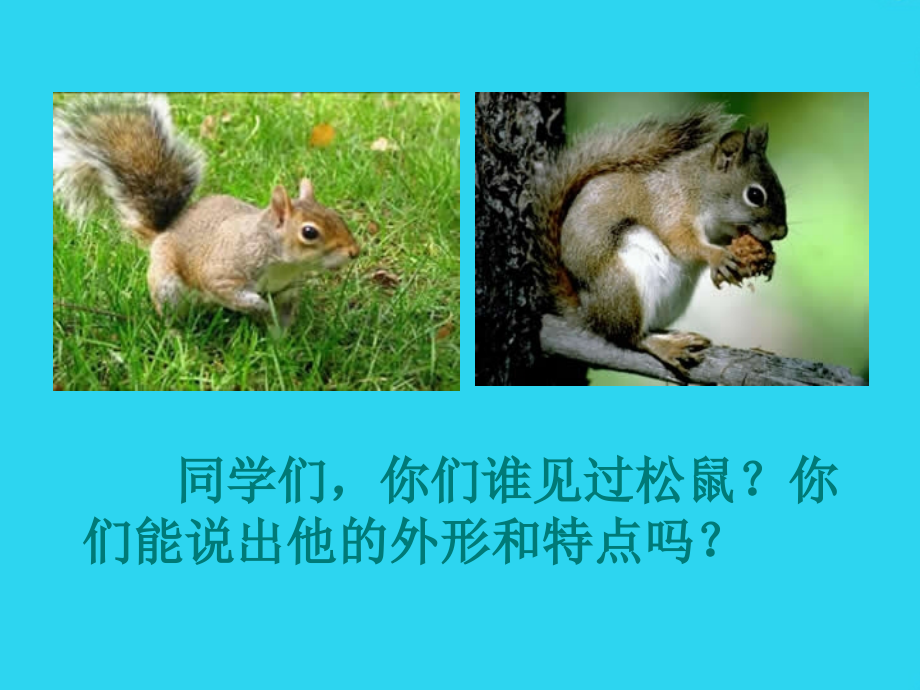 西师大版小学四年级上册语文第课《那只松鼠.ppt_第2页