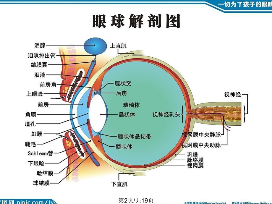视神经炎.pptx_第2页