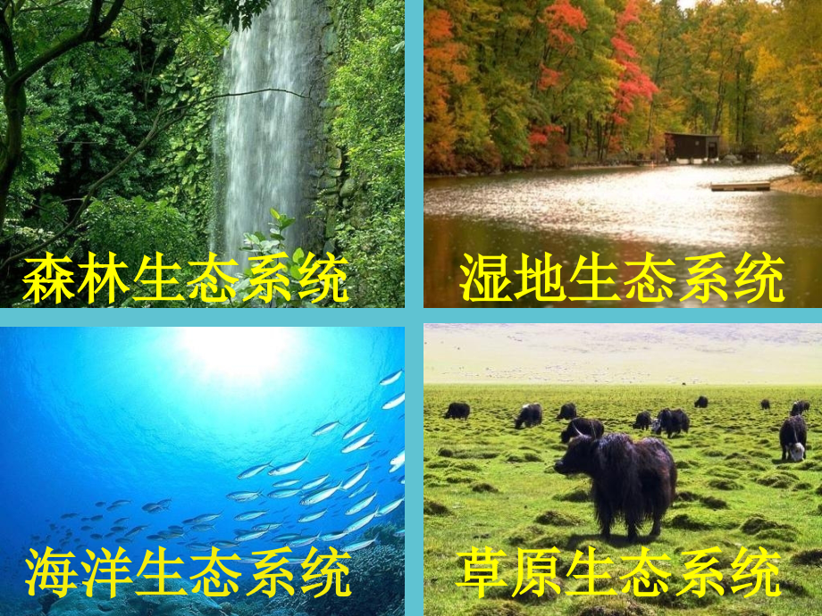 高二生物-生态系统的营养结构.ppt_第2页