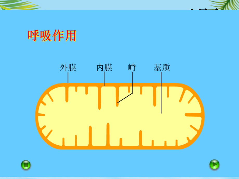 四川省仪陇宏德中学高中生物《能量之源光与光合作用》课件.ppt_第2页