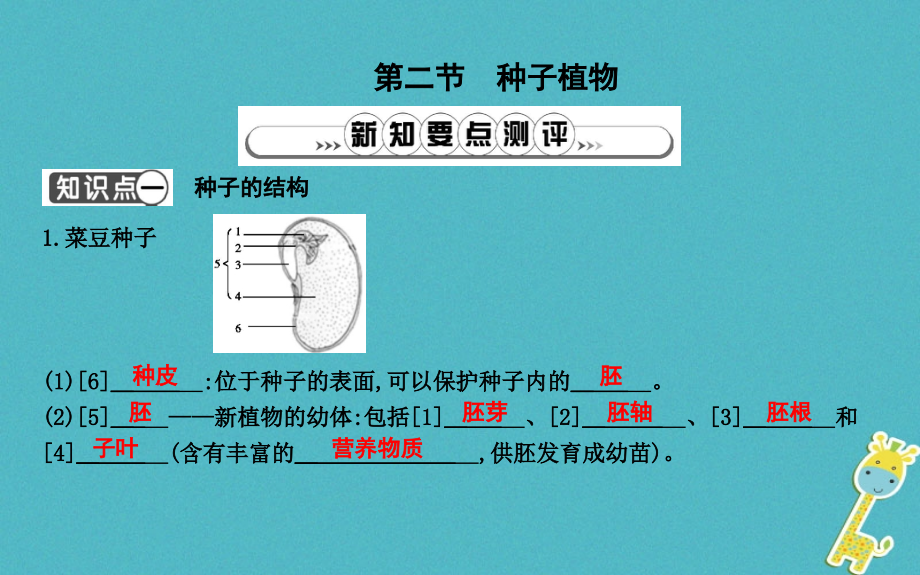 七年级生物上册3.1.2种子植物复习PPT课件新人教版.ppt_第1页