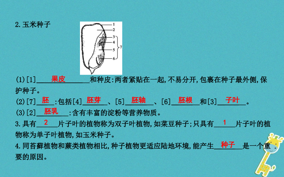 七年级生物上册3.1.2种子植物复习PPT课件新人教版.ppt_第2页