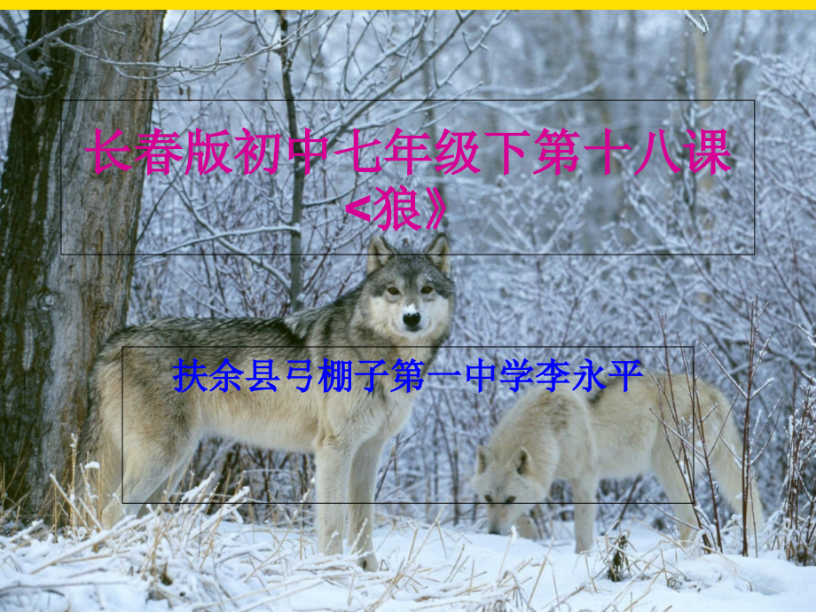 长春初中七级下第十八课狼.ppt_第1页