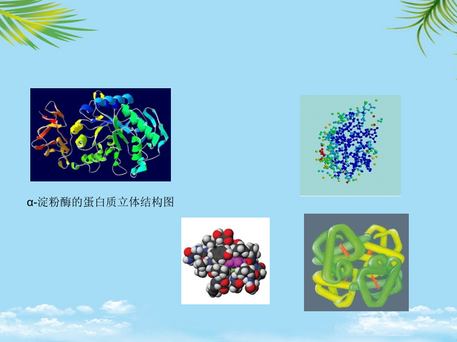 蛋白质结构与功能一.ppt_第2页
