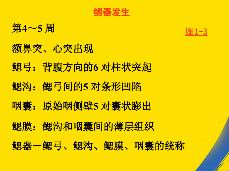 组织学与胚胎学第章颜面和四肢的发生.ppt_第2页