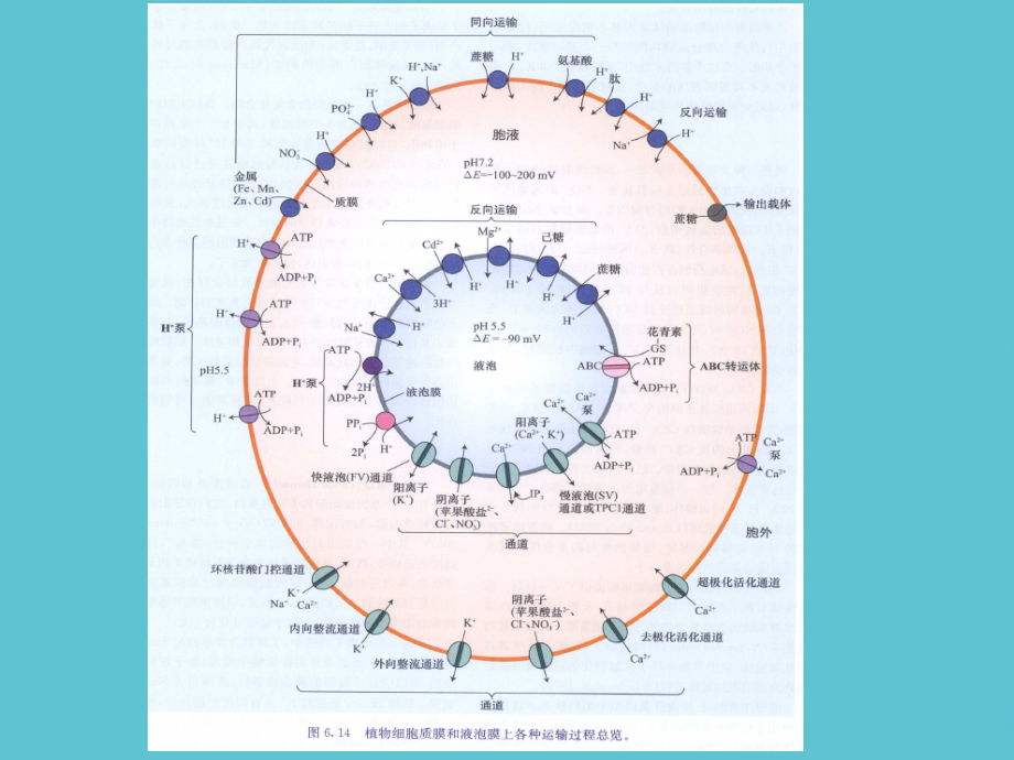 高级植物生理学专题二.ppt_第2页