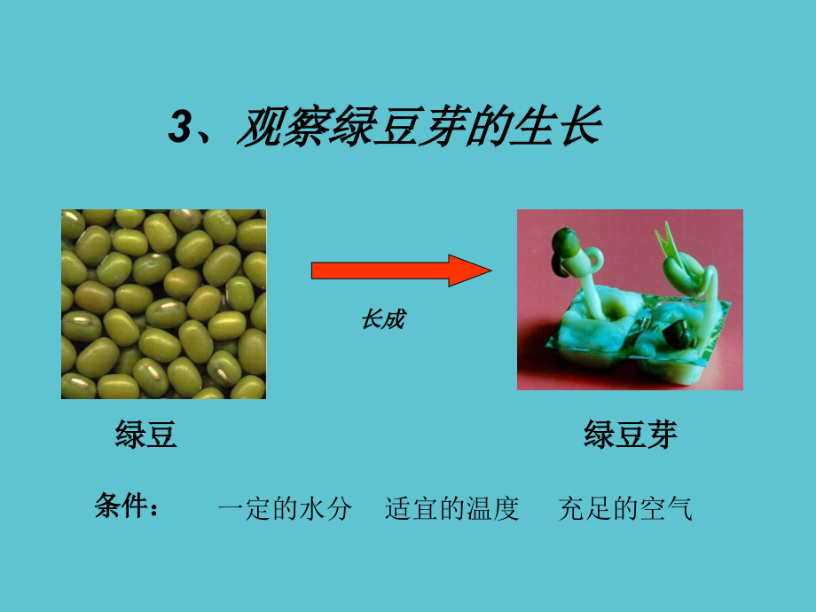 五年级上册科学观察绿豆芽的生长-教科.ppt_第2页