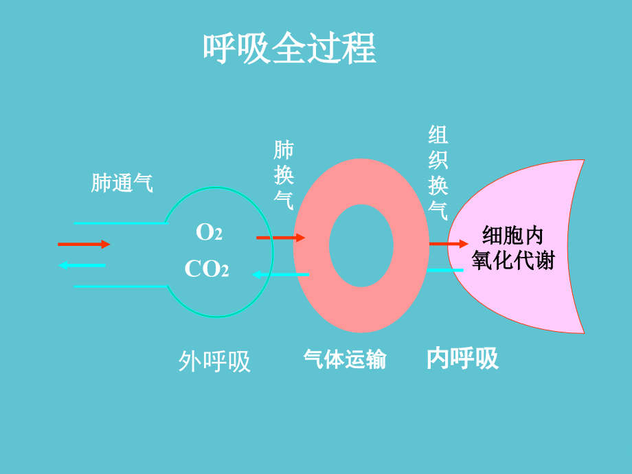 高压氧培训呼吸生理.ppt_第2页